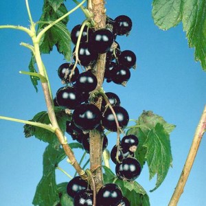Касис